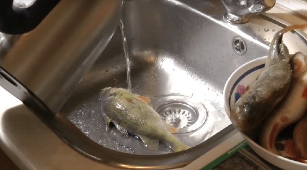 Уха из окуня речного дома. Рецепт пошаговый в мультиварке, на костре с яйцом, пшеном, икрой, чешуей, перловкой